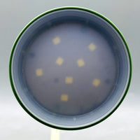 Thumbnail for 💡🐈 Cute Kitten Multi-Function Desk Lamp with Pencil Sharpener & Holder